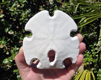 May include: A white, flat, circular sea biscuit with a distinct five-petaled flower pattern embossed on its surface and a single, small, oval-shaped hole located near the bottom edge, showcasing a smooth, matte texture and symmetrical design.