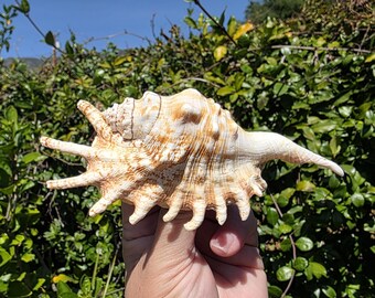 5.125" Millipede Spider Conch Seashell (1 Shell) - Lambis Millepeda - **Read Listing Details**