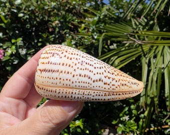 May include: A cone shell with a smooth, off-white surface featuring horizontal rows of small, dark brown rectangular markings. The shell has a tapered, elongated shape with a rounded top and a pointed end, displaying a natural, patterned texture.