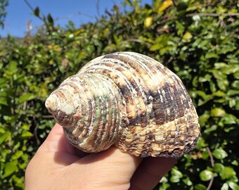 2.75" Silver Mouth Turbo Seashell (1 Shell) - Turbo Argyrostoma - **Read Item Details**