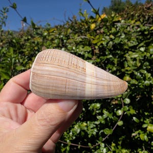 May include: A tan and cream-colored seashell with a smooth, elongated shape. The shell has horizontal stripes and a textured surface. The background features green foliage and a clear blue sky.