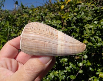 2.875" Fig Cone Seashell (1 Shell) - Conus Figulinus - **Read Item Details**