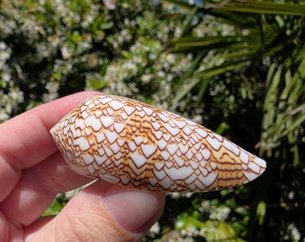 2.25" Textile Cone Seashell (1 Shell) - Conus Textile - **Read Item Details**
