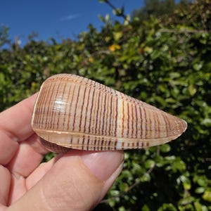 2.25" Fig Cone Seashell (1 Shell) - Conus Figulinus