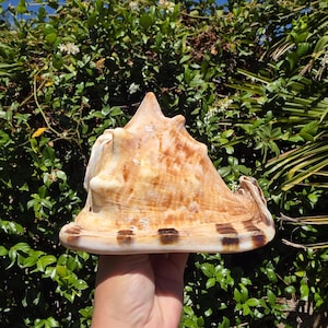 May include: A large, natural conch shell featuring a textured, tan and brown mottled exterior with a prominent, pointed spire. The base of the shell displays a wide, smooth rim with distinct dark brown rectangular markings along the outer edge.