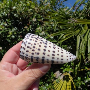 May include: A cone shell with a smooth, off-white surface featuring a repeating pattern of dark brown to black rectangular spots arranged in horizontal rows. The shell has a wide, flat opening at one end and tapers to a rounded point.