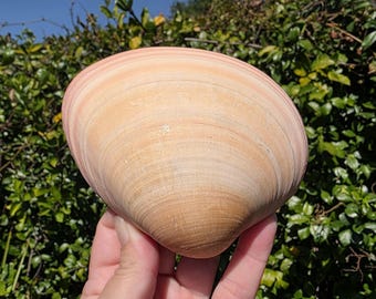 4.5" Quahog Clam Seashell (1 Half Shell/Single) - **Read Item Details**