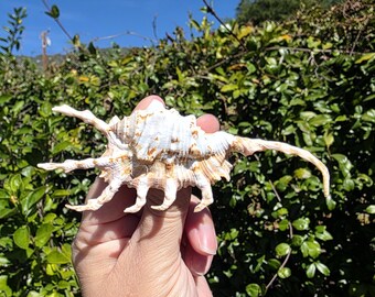 4.375" Scorpion Spider Conch Seashell (1 Shell) - Lambis Scorpius - **Read Item Details**