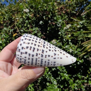 May include: A cone shell with a smooth, off-white surface featuring a repeating pattern of dark brown, rectangular spots arranged in vertical rows. The shell has a tapered, conical shape with a wide opening at one end and a pointed tip at the other.