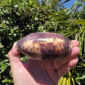 May include: An oval-shaped cowrie shell with a smooth, glossy surface featuring a mottled pattern of deep dark brown and tan colors. The shell has a distinct central horizontal line and a curved, elongated form with a polished, reflective finish.
