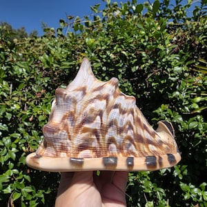 May include: A large, conical seashell featuring a textured surface with a pattern of brown and tan zig-zag stripes. The base of the shell has a smooth, cream-colored rim accented with dark brown, rectangular spots along the outer edge.