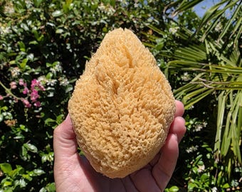 May include: A natural sea sponge with a porous, fibrous texture and a light tan color. The sponge has an irregular, organic shape with a pointed top and a rounded base, showcasing a complex network of interconnected channels and openings.