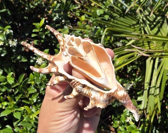 4.375" Center-Cut Spider Conch Seashell (1 Cut Shell) - Lambis Lambis - Craft Shells - **Read Item Details**