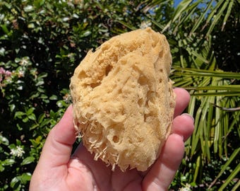 May include: A natural sea sponge with a porous, irregular shape and a light tan color. The sponge features a fibrous, organic texture with numerous small holes and crevices throughout its surface, showcasing its unique, non-uniform structure.