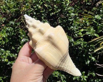 Op de afbeelding: Een grote, langwerpige, crèmekleurige zeeschelp met een spiraalvormige, puntige top en een getextureerd, geribbeld oppervlak. De schelp heeft een brede, gladde behuizing die taps toeloopt naar een smalle, puntige basis met natuurlijke ribbels.