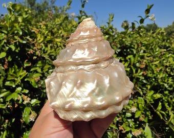 May include: A large, conical seashell with a smooth, iridescent, pearlescent surface. The shell features a spiraling structure with a rounded, textured base and a tapering point at the top, displaying soft cream, pink, and gold color tones.