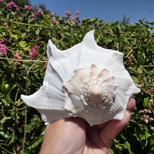 6.5&quot; Left Handed Whelk Seashell (1 Shell) - Lightning Whelk Shell - Florida Whelk Shell - Sinistrofulgur Sinistrum - Busycon