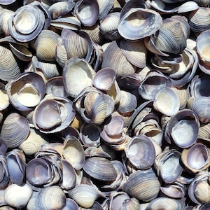 0.5-1&quot; Purple Baby Clam Seashell Halves (25/50 Shells) - Craft Shells