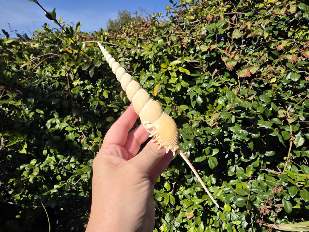 8.375" Spindle Tibia Seashell (1 Shell) - Shinbone Tibia - Tibia Fusus ...