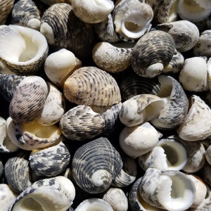 0.5-1.25&quot; Mixed Nerita Seashells (10 Shells) - Nerite Shells - Neritidae - Craft Shells