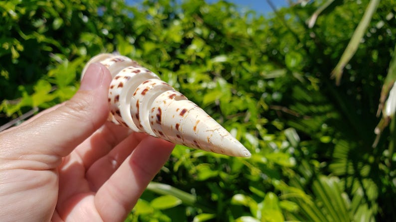 5" Spiral Cut Marlinspike Auger Seashell (1 Shell) - Oxymeris Maculata ...