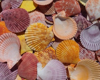 2-2.5" Noble Scallop Seashell Halves (5 Shells) - Pecten Nobilis - Craft Shells