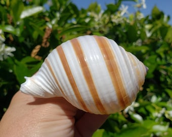 3.25" Striped Tun Seashell (1 Shell) - Banded Tun - Tonna Sulcosa
