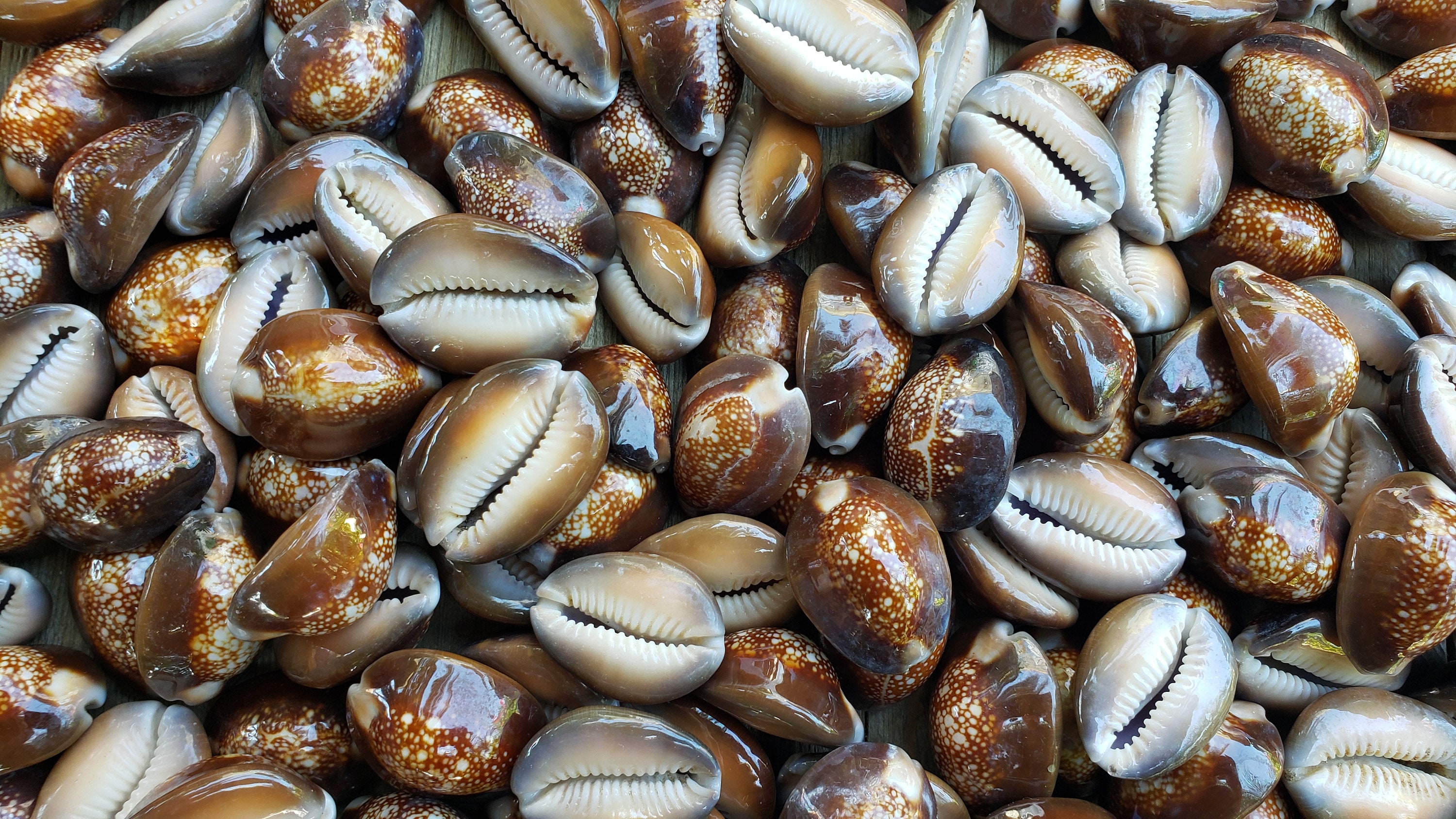 Shell Serpent 1-1.375