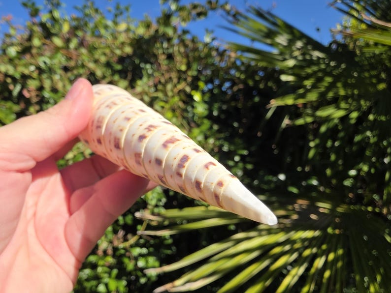 6" Marlinspike Auger Seashell (1 Shell) - Oxymeris Maculata - Terebra ...