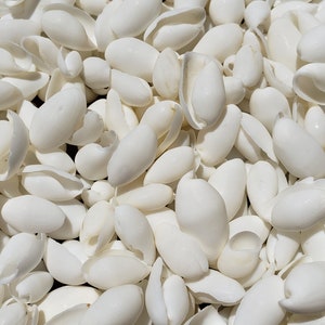 0.5-1" White Bubble Seashells (25 Shells) - White Bullet Shells - Papawera Zelandiae - Haminoea Zelandiae - Craft Shells