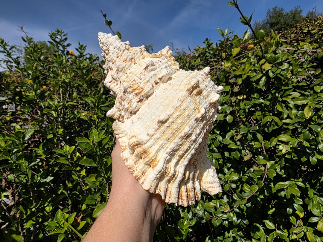9.5" Giant Frog Seashell (1 Shell) - Tutufa Bubo - Bursa Bubo - Bursa ...