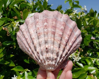 5.25" Natural Lion's Paw Scallop Seashell (1 Half Shell/Single) - Nodipecten Nodosus