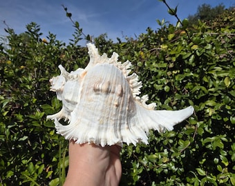 May include: A large, white seashell with a textured surface and intricate, spiky edges. The shell has a natural, organic appearance, with subtle brown markings. The background features green foliage and a blue sky.