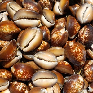 May include: A close-up view of a collection of brown cowrie shells with white spots. The shells are arranged in a random pattern, showcasing their natural beauty.