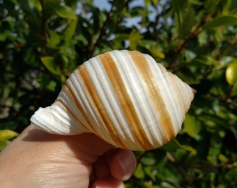 3.125" Striped Tun Seashell (1 Shell) - Banded Tun - Tonna Sulcosa