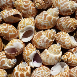 May include: A collection of seashells with a distinctive pattern of brown spots and stripes on a cream-colored background. The shells vary in size and shape, with visible openings and spiral structures. The arrangement creates a natural, textured display.