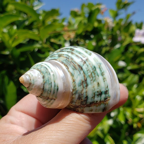 2.125" Polished Pearl Banded Jade Turbo Seashell (1 Shell)