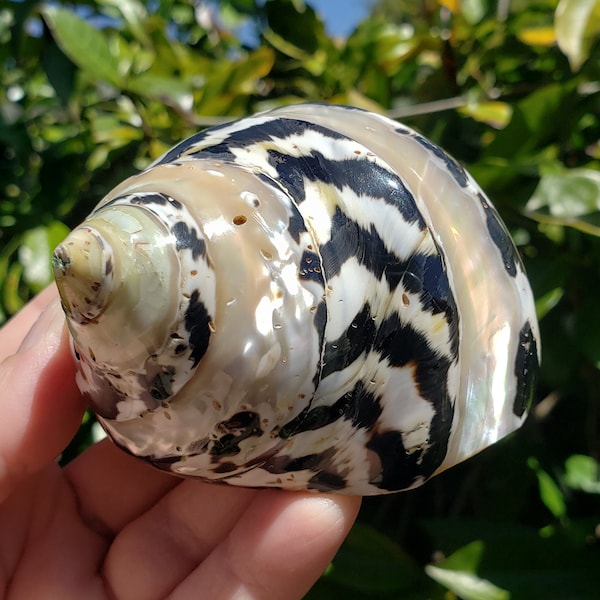 2.875" Polished Pearl Banded Arapica Seashell (1 Shell) - Banded Magpie Shell - Banded West Indian Top Shell - Cittarium Pica