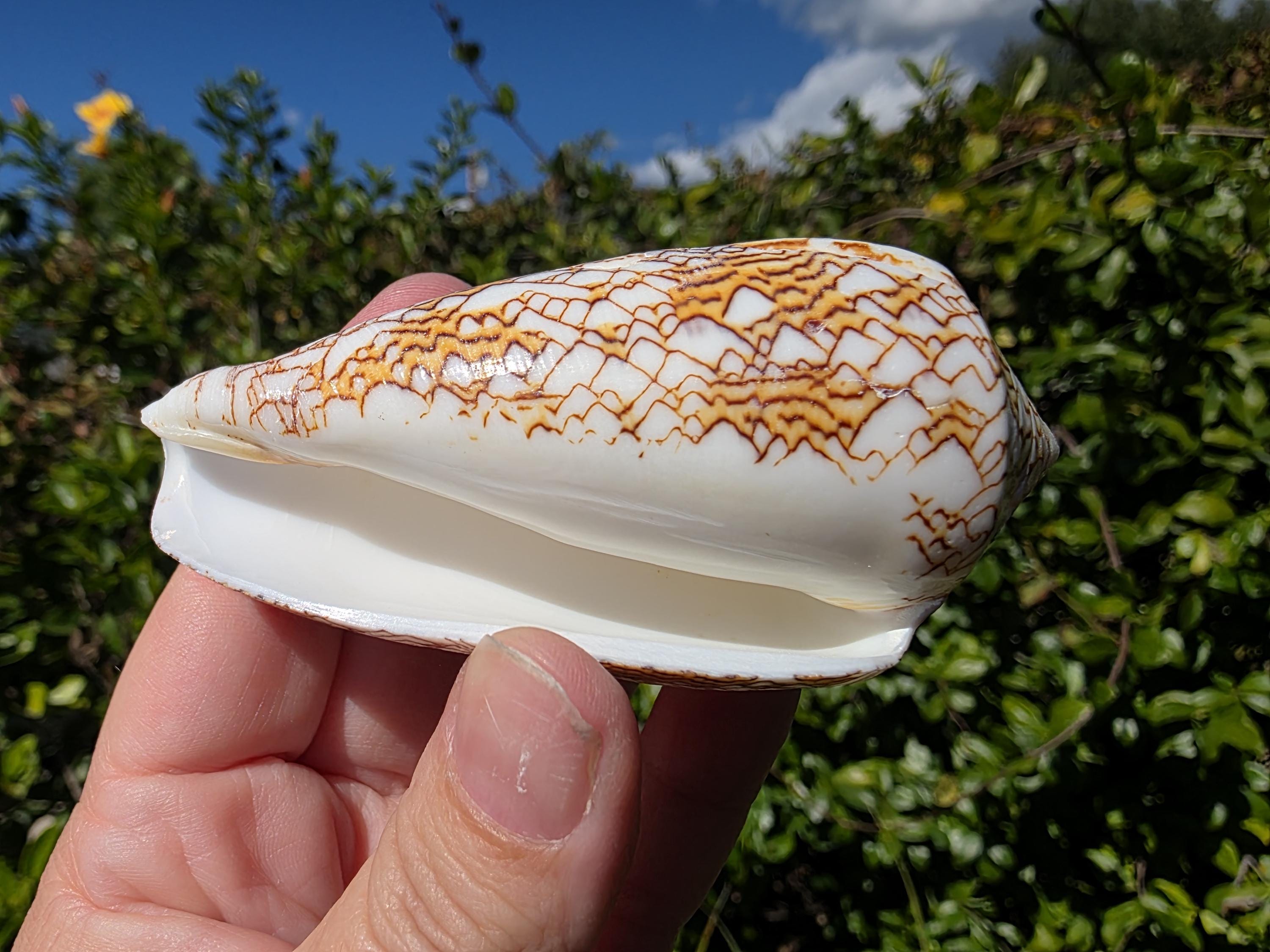 Sea Shell Cone 3.375