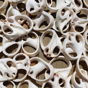 May include: A collection of white seashells with a unique, intricate design. The shells are arranged in a random pattern on a wooden surface.
