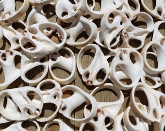 Op de afbeelding: Een verzameling witte schelpen met een uniek, ingewikkeld ontwerp. De schelpen zijn willekeurig gerangschikt op een houten oppervlak.