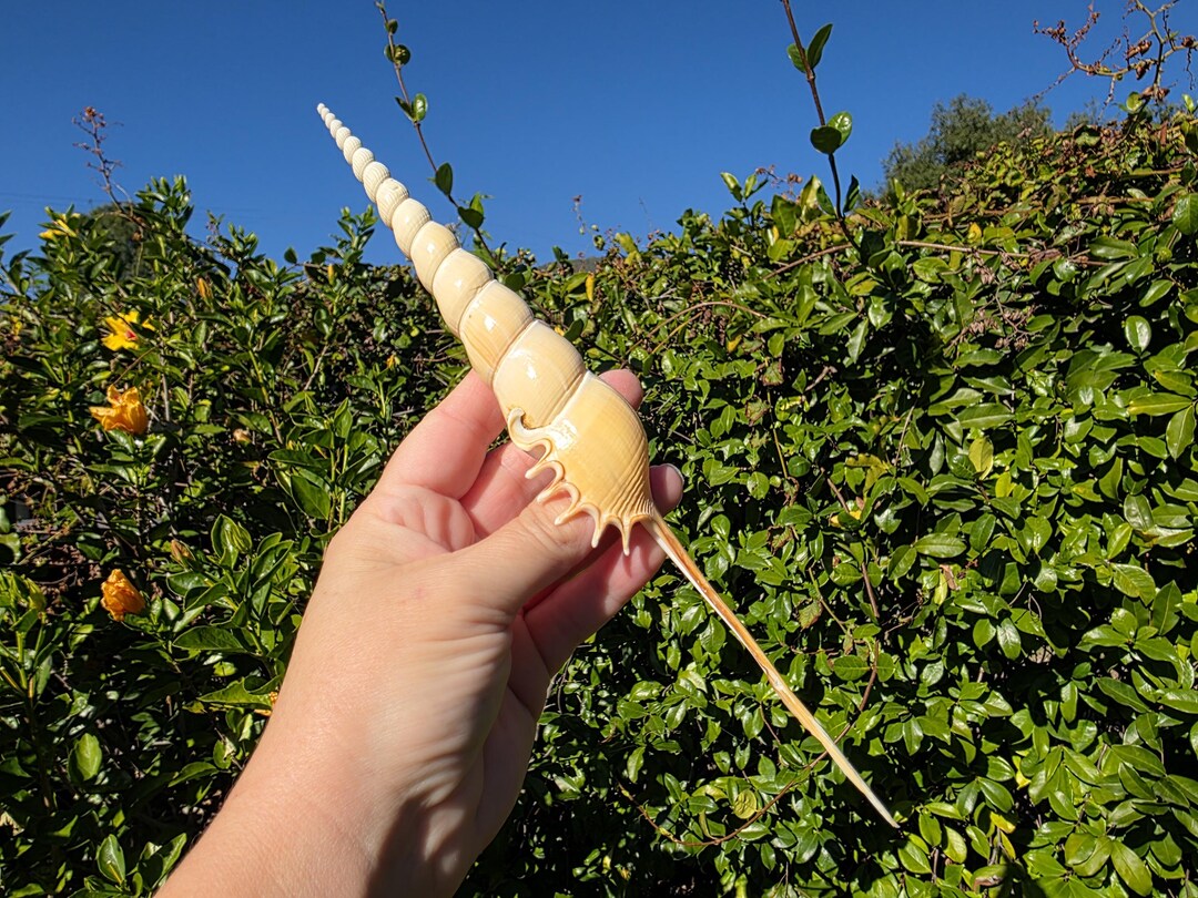 9.75" Spindle Tibia Seashell (1 Shell) - Shinbone Tibia - Tibia Fusus ...
