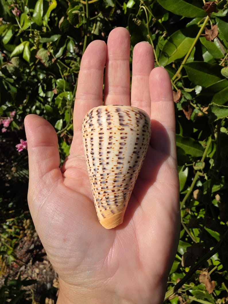 Sea Shell Cone 2.625
