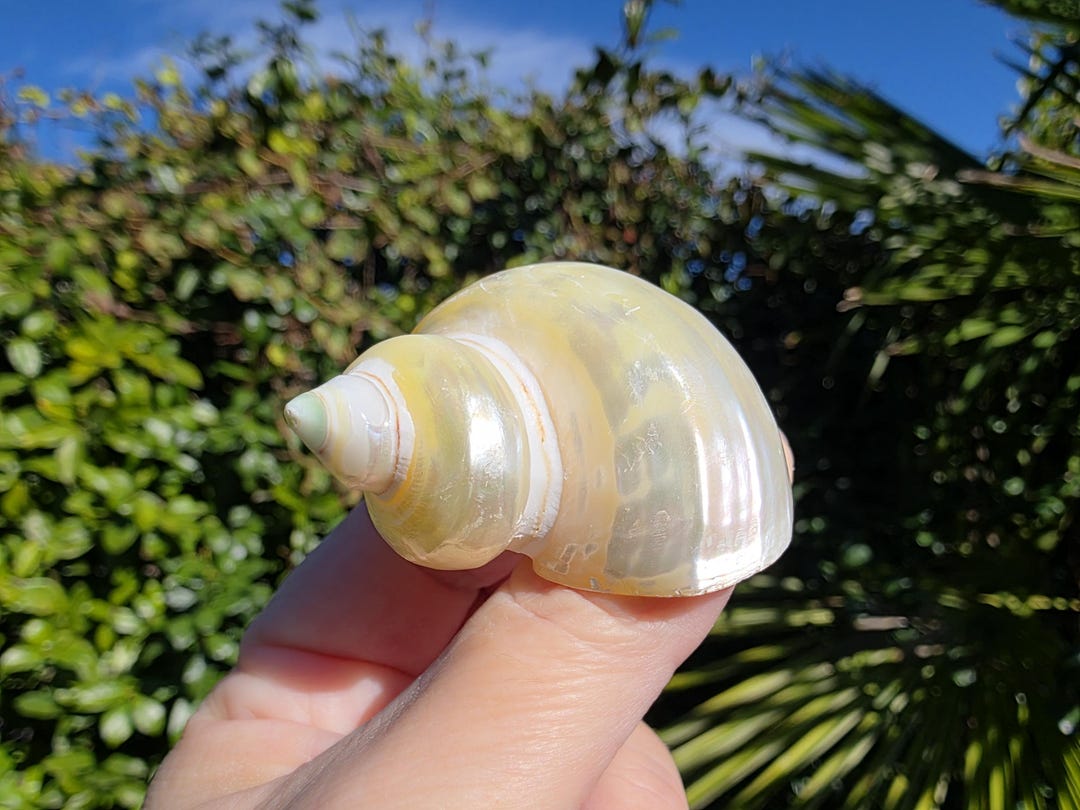 1.875" Pearlized Gold Mouth Turbo Seashell (1 Shell) - Turbo ...