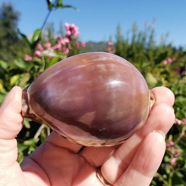 3" Purple Top Tiger Cowrie Seashell (1 Shell) - Purple Top Tiger Cowry Shell