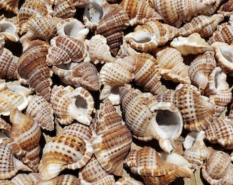 1-1.75" Granular Frog Seashells (5 Shells) - Bursa Granularis - Craft Shells