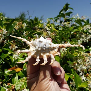 4.625&quot; Scorpion Spider Conch Seashell (1 Shell) - Scorpion Conch Shell - Lambis Scorpius