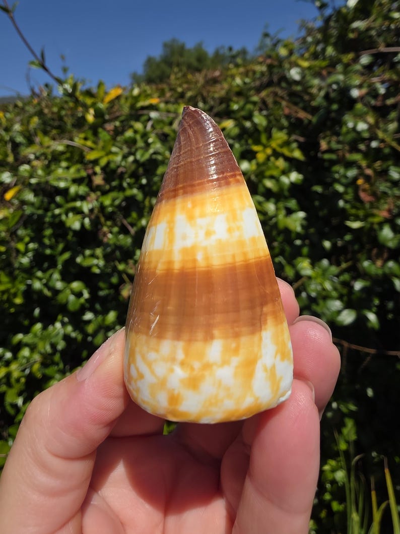 Sea Shell Cone 3