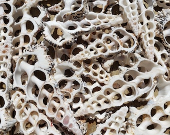 2.75-3.75" Center Cut Knobby Cerithium Seashells (5 Cut Shells) - Craft Shells