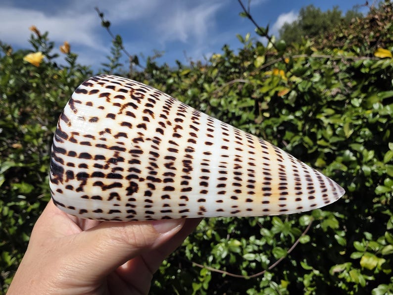 Sea Shell Cone 4.875